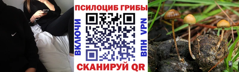 Псилоцибиновые грибы GOLDEN TEACHER где купить Чаплыгин